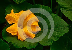 Zucca fiore 