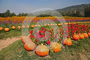 Pumpkin and flower garden at Jim Thomson farm