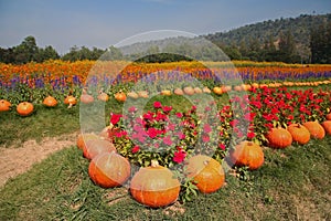 Pumpkin and flower garden at Jim Thomson farm photo