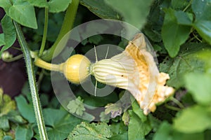 Pumpkin flower growing pumpkin in garden