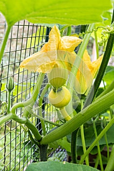 Pumpkin flower growing pumpkin in garden