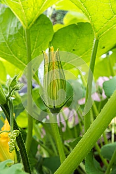 Pumpkin flower growing pumpkin in garden