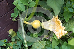 Pumpkin flower growing pumpkin in garden