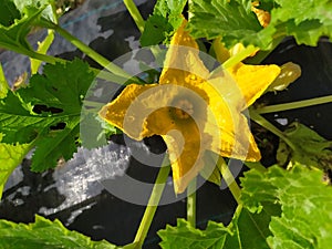 A pumpkin flower with an intense yellow color in a vegetable patch. Flor de calabaza con un intenso color amarillo en un huerto. photo