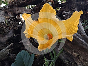 Pumpkin flower on plant, yellow flowers