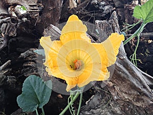 Pumpkin flower on plant, yellow flowers