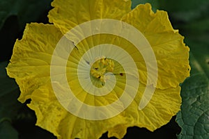 Pumpkin flowers