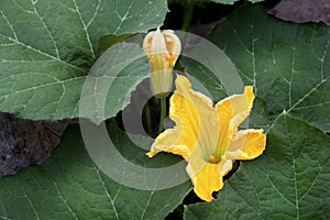 Pumpkin flowers or Cucurbita moschata Duchesne, squash.