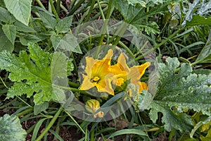 Zucchini flowers ready for tasty dishes photo