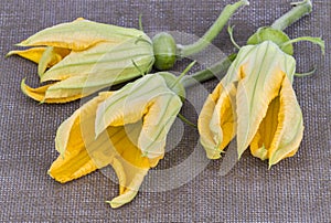 Pumpkin flowers with young fruit