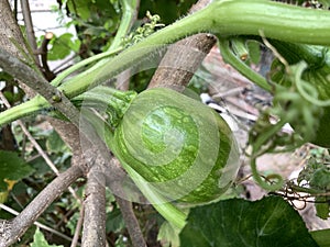 The pumpkin fruit grows on a bush. Pumpkin with spotted rind. Milk ripeness of the fruit