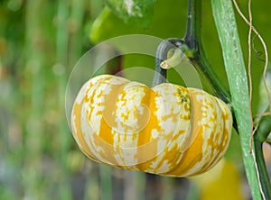 Pumpkin fruit on its tree