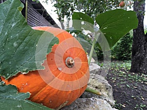 Pumpkin in the Garden