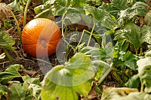 Pumpkin in the garden in the leaves. Agriculture, agronomy, industry