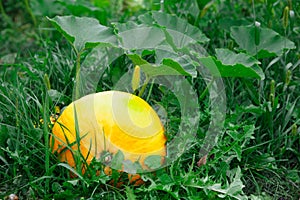 The pumpkin in the garden in the summer