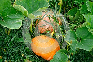 The pumpkin in the garden in the summer