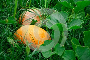 The pumpkin in the garden in the summer