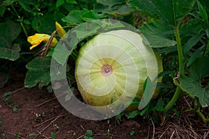 The pumpkin in the garden in the summer