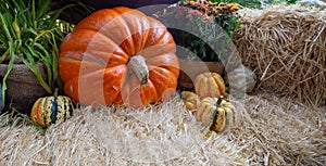 Pumpkin and gourd  display in October