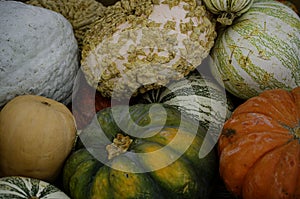Pumpkin, gourd and squash seasonal variety