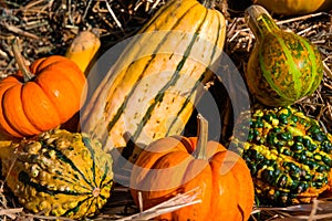 Pumpkin Gourds and other fall vegetables.