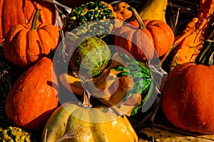 Pumpkin Gourds and other fall vegetables.