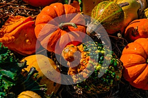 Pumpkin Gourds and other fall vegetables.