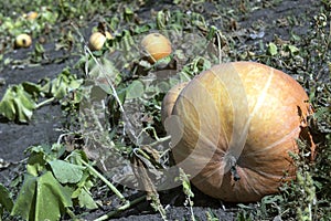 Pumpkin on grass