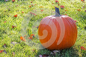 Pumpkin in Grass Sparkling With Morning Dew Drops