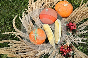 Pumpkin in the green grass with dekoration
