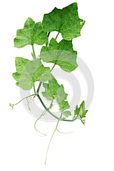 Pumpkin green leaves with hairy vine plant stem and tendrils iso