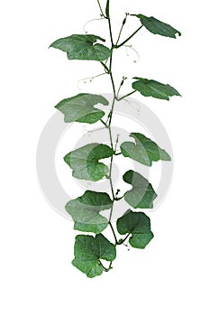 Pumpkin green leaves with vine plant stem and tendrils isolated