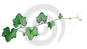 Pumpkin green leaves vine plant stem and tendrils isolated on white background, clipping path included