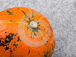 Pumpkin on grey background