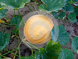 A pumpkin growing in a farm on a vine Infected with powdery mildew