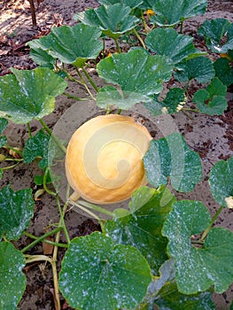 A pumpkin growing in a farm on a vine Infected with powdery mildew