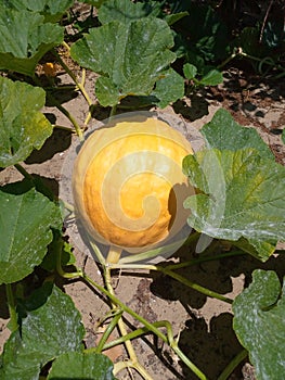 A pumpkin growing in a farm on a vine