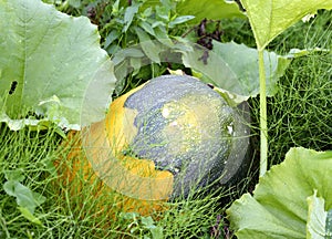 A pumpkin growing in a field