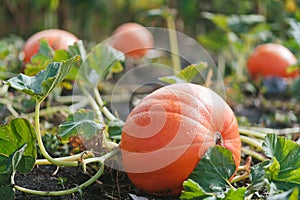 A pumpkin growing in a field on a vine.