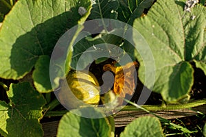 Pumpkin growing in urban garden. Pumpkin plant and flower close up. Home grown food and organic vegetables. Community garden