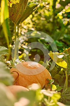 Pumpkin growing in the vegetable garden. Closeup