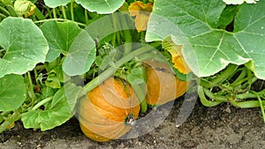 Pumpkin growing in vegetable garden, closeup stock footage