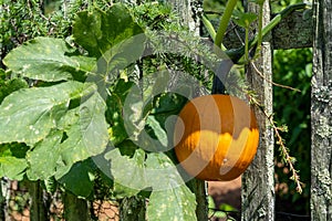 Pumpkin Hanging on Wooden Fence