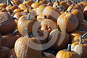 Pumpkin harvest photo