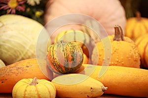 Pumpkin, harvest of autumn vegetables, healthy vegetables