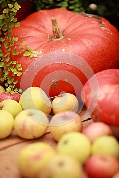 Pumpkin, harvest of autumn vegetables, healthy vegetables