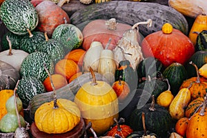 Pumpkin Harvest Orange, yellow green pumpkins on farmer's market Fall harvesting