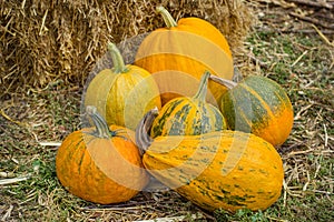 Pumpkin harvest. Organic vegetables. Bright Autumn Colors