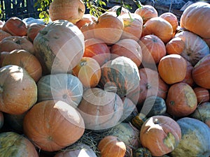 Pumpkin. Harvest pumpkins. Texture. Background.