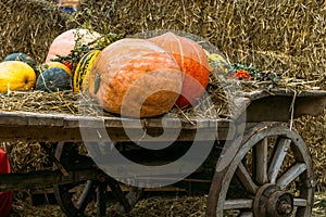 Pumpkin Harvest on Wagon